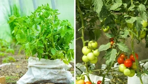 Jakie pomidory można uprawiać w workach jutowych? Od odmian karłowych po wysokie krzewy, prowadzone na sznurku lub paliku.