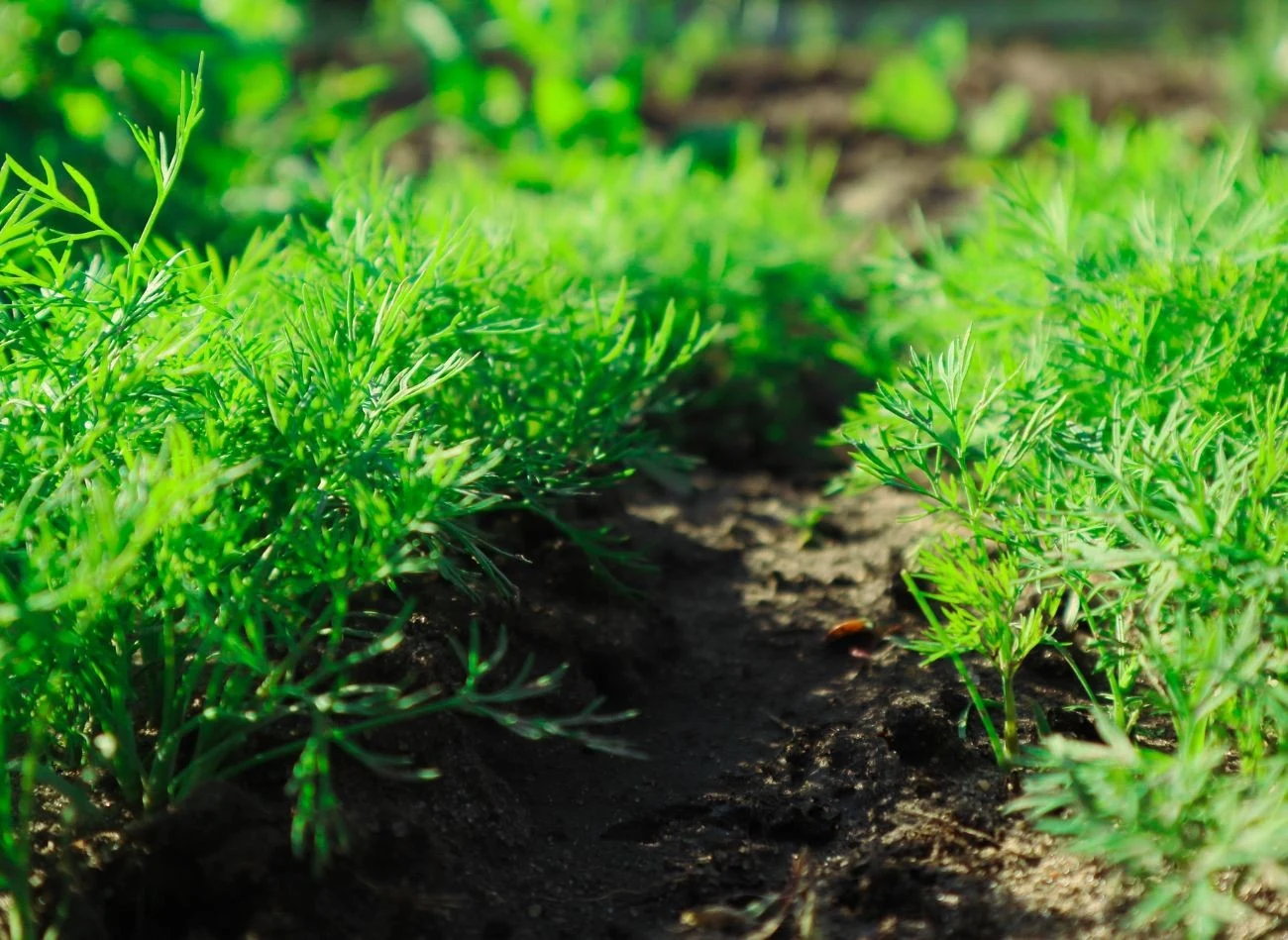Obok jakich warzyw siać koper, by dobrze się przyjął i obficie plonował