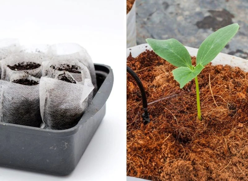 Przygotowane w mini woreczkach rozsady można łatwo przenieść do jutowych worków z dobrym podłożem