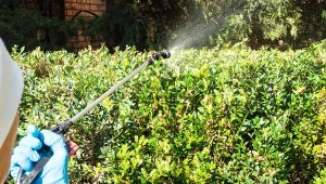 Opryski w marcu są konieczne, jeśli chcemy cieszyć się zdrowym ogrodem.