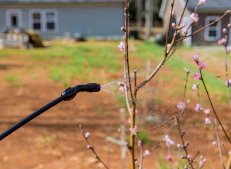Niektóre drzewka owocowe trzeba opryskać w marcu przeciwko chorobom