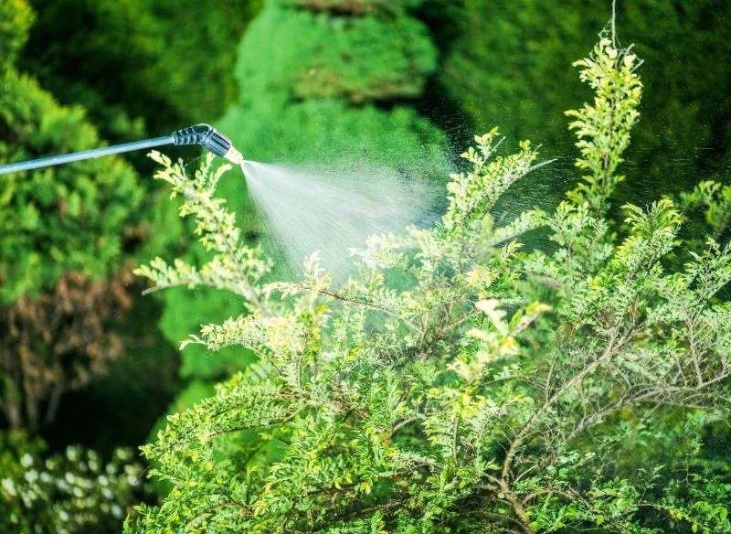 Opryski są konieczne, gdy nasze rośliny często porażają choroby i są atakowane przez szkodniki