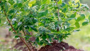 Sprawdź, czym zakwaszać ziemię pod borówką.