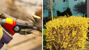 Wiosenne cięcie drzew i krzewów. Czego nie przycinać, bo zmarnujemy?