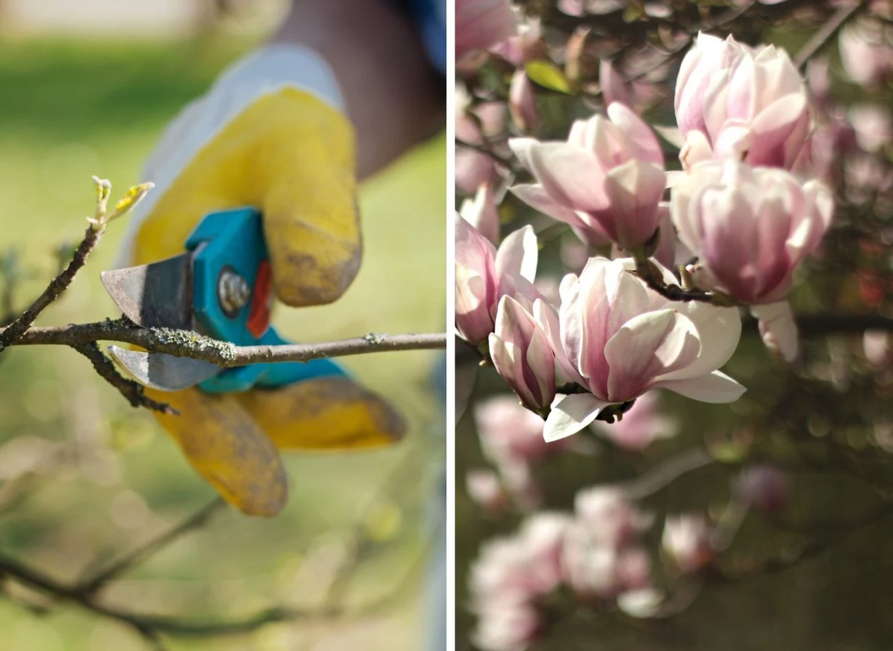 Wiosenne cięcie bardzo źle znosi magnolia