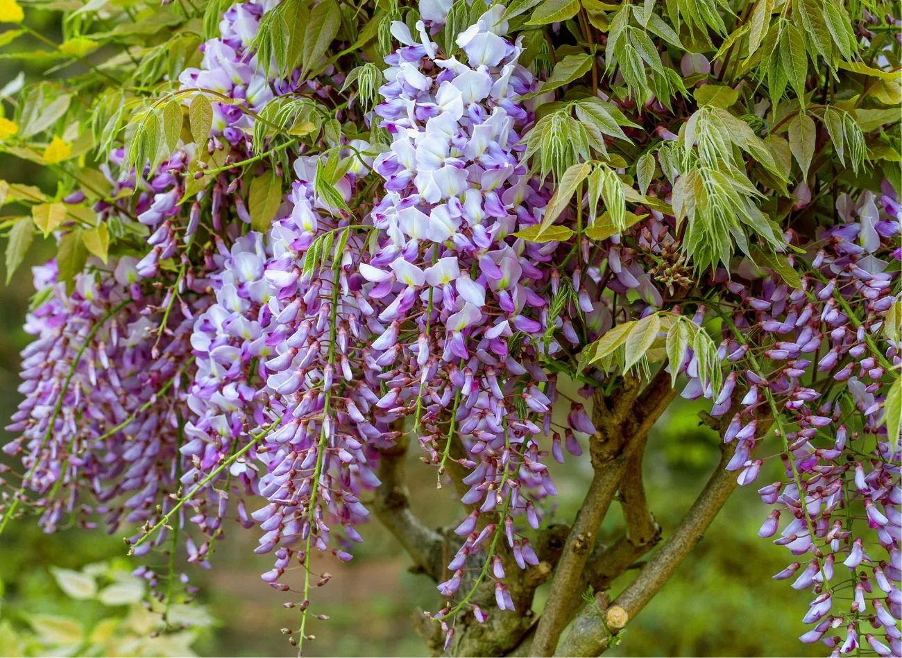 Przycięcie wisterii na wiosnę może skutkować brakiem kwitnienia latem