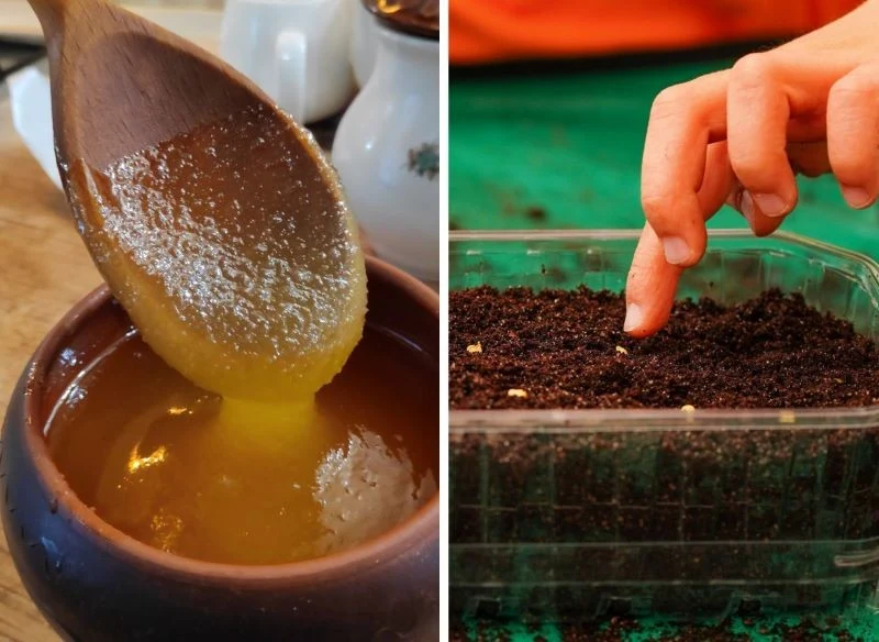 Moczenie nasion w miodzie i sadzenie ich w podłożu dobrej jakości zwiększa szansę na lepszy wzrost siewek i może poprawić smak owoców oraz warzyw