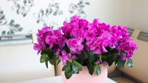 Po domowej odżywce azalia będzie uginać się od kwiatów.