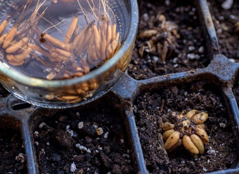 Namoczone nasiona po 24-36 godzinach należy od razu przenieść do ziemi