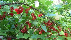 Wiosną porzeczki wymagają nawożenia, dzięki czemu w sezonie będą obficie owocowały.