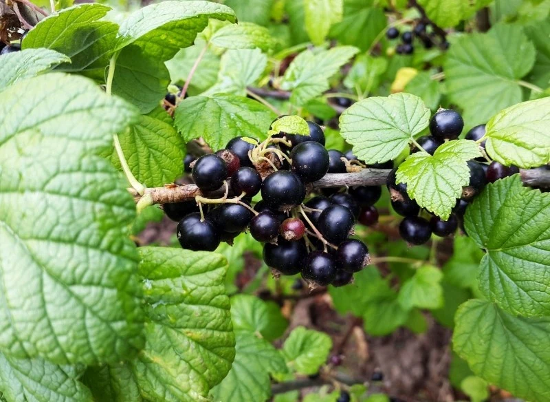 wiosenne dokarmianie porzeczek