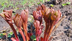 Nawożenie piwonii wiosną. Kiedy i czym najlepiej dokarmiać piwonie?