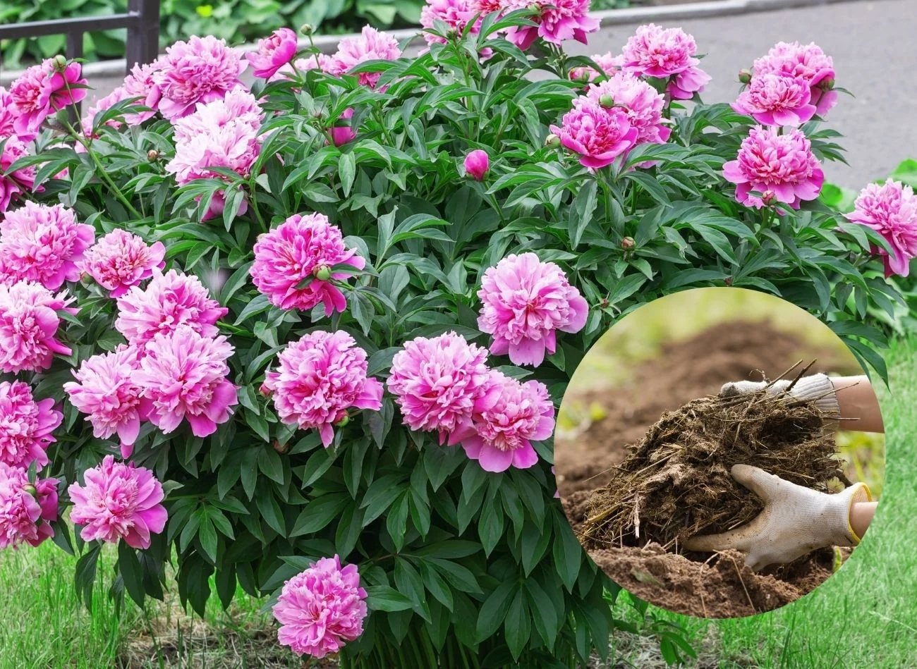 Do wiosennego nawożenia piwonii najlepiej sprawdza się obornik