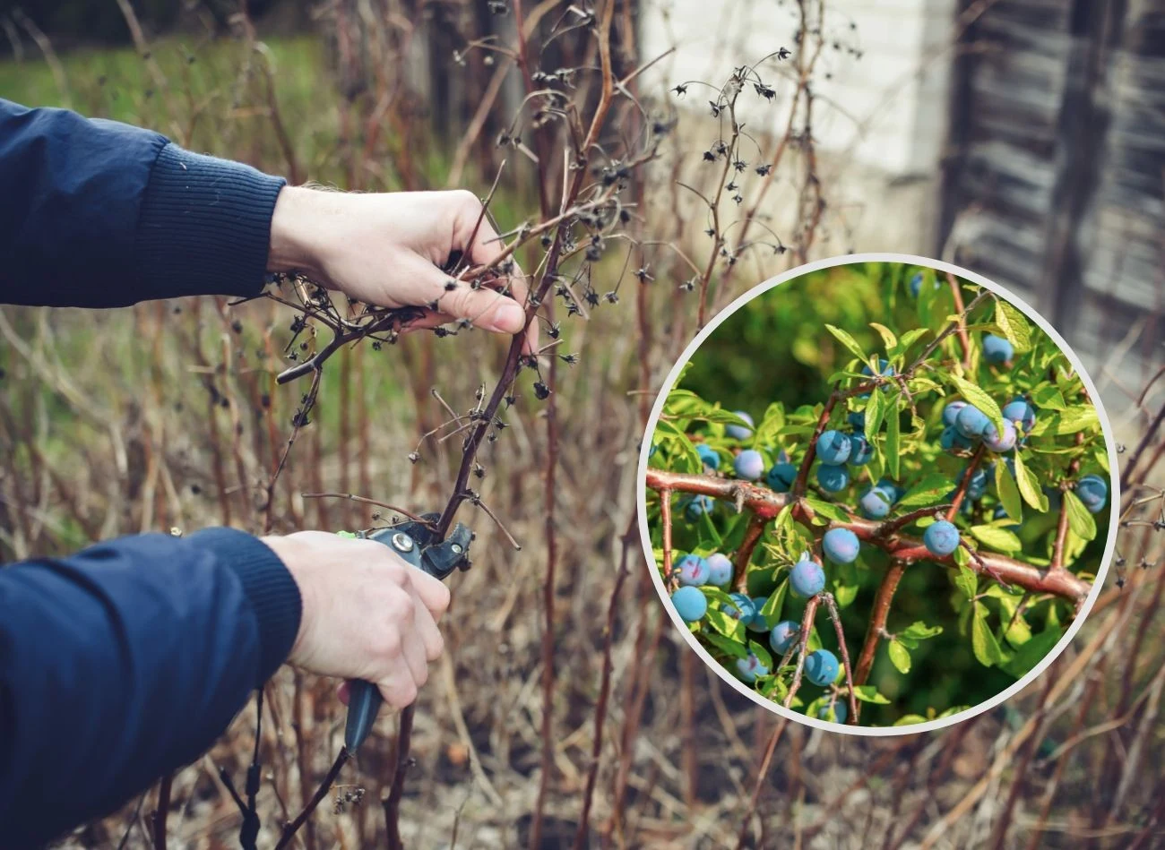 Stary krzak borówki wymaga radykalnego przycięcia, wtedy znów zacznie owocować