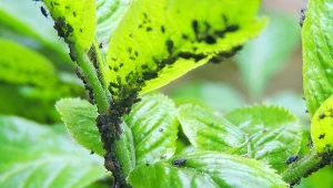 Kiedy pojawiają się pierwsze mszyce? Już wczesną wiosną potrafią rozwijać kolonię i szykować się do żerowania.