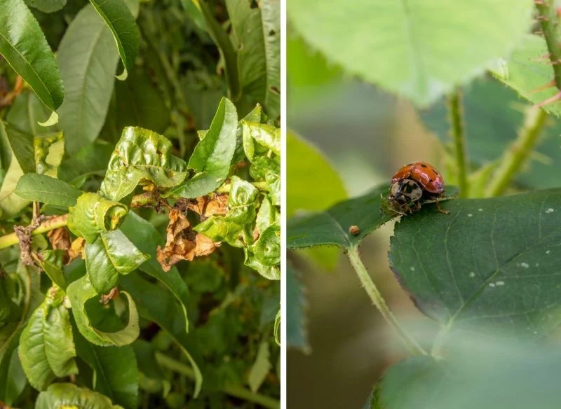 Kolonia rozrasta się zastraszającym tempie, a roślina marnieje w oczach