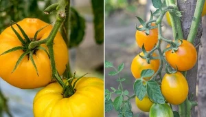 Najlepsze odmiany żółtego pomidora. Zdrowsze od czerwonych