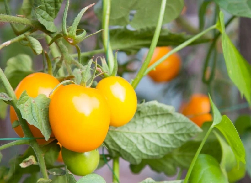 Żółte odmiany pomidorów zawierają więcej karotenoidów i witaminy C