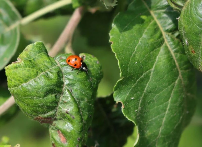 Biedronki zjadają setki mszyc dziennie, dzięki czemu aktywnie ograniczają wielkość populacji tych szkodników
