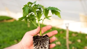 Nawóz do sadzonek pomidorów sprawi, że będą miały mocne i zdrowe korzenie.