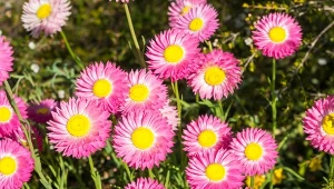 Babcie zawsze miały je w ogrodzie. Suchlin różowy nie boi się słońca, kwitnie aż do października