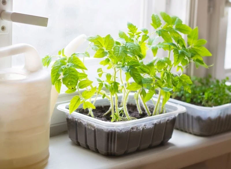 O rozsadę pomidorów trzeba odpowiednio zadbać