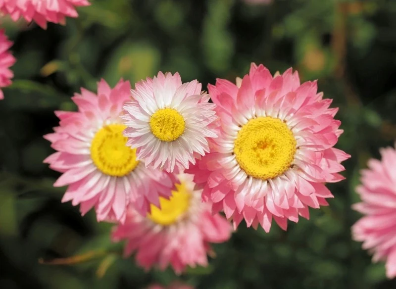 Suchlin różowy bywa nazywany papierową stokrotką, ponieważ jego kwiaty wyglądają tak, jakby były zrobione z pergaminu