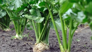 Uprawa selera korzeniowego. Jak siać i sadzić seler korzeniowy?