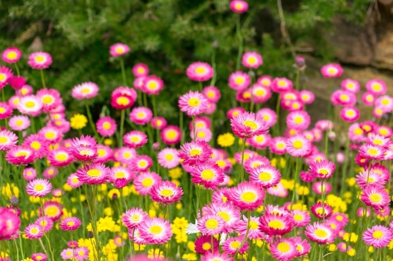 Suchlin różowy kwitnie bardzo długo, aż do pierwszych przymrozków