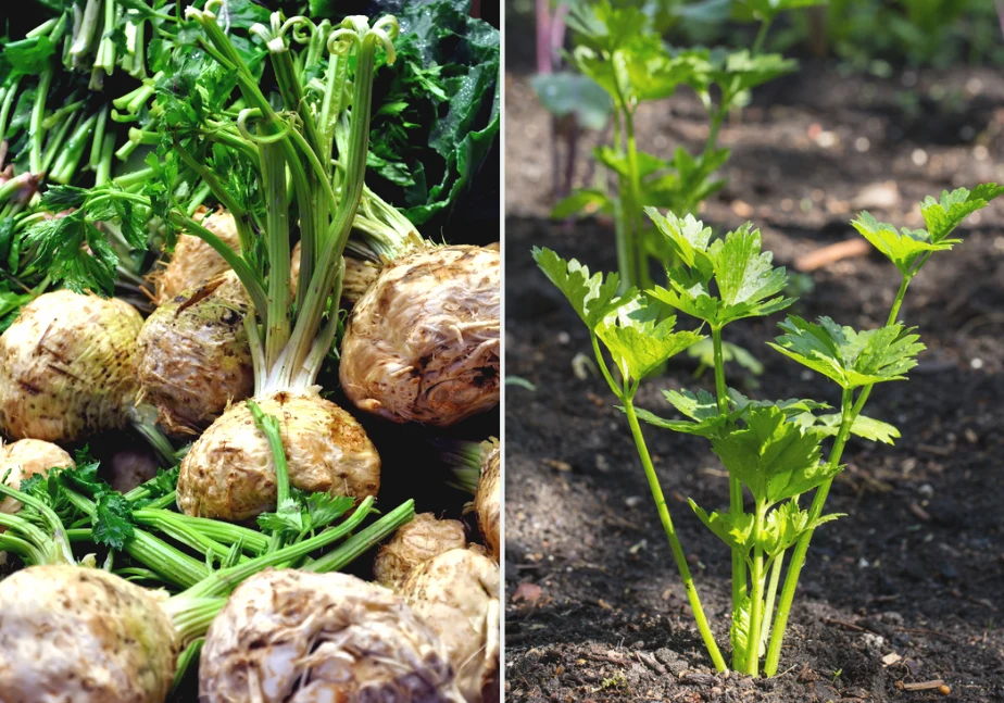 Z sadzeniem selera do gruntu nie warto się śpieszyć