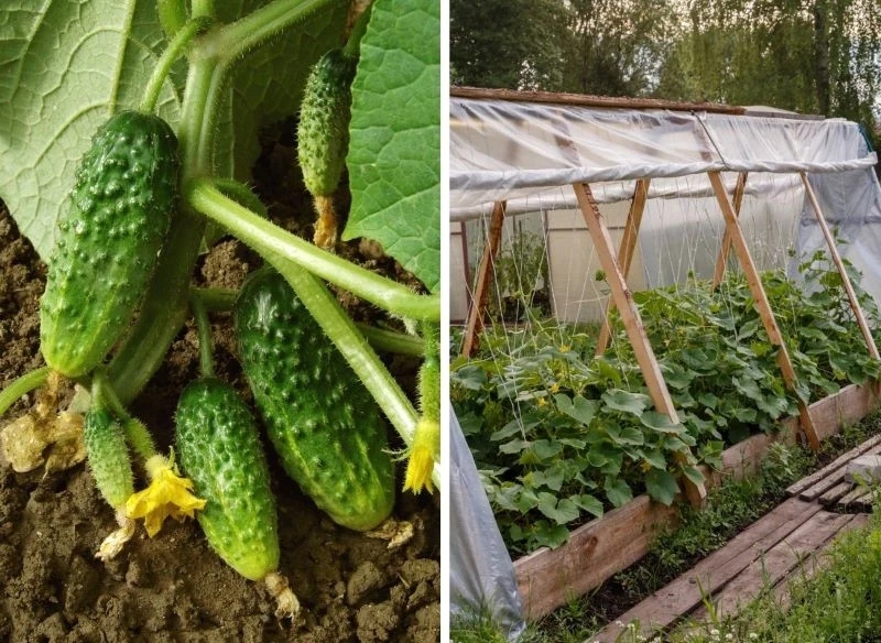 Forma uprawy nie wpływa na plenność sadzonek