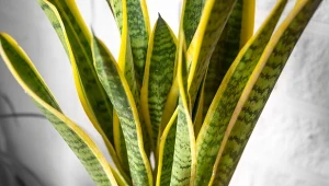 Jeśli sansewieria nie rośnie, podlewaj ją co 2 tygodnie domowym nawozem.