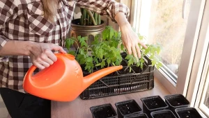 Zrób superodżywkę do sadzonek, a będą miały grube łodygi i mocne korzenie,