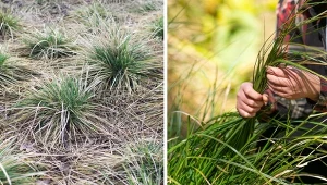 Które trawy ozdobne ścinać na wiosnę? Okazy zimozielone i rośliny trawopodobne można ściąć, gdy zaczną wzrost. Jednak nie zawsze trzeba. Fot. 123rf.com/CanvaPro