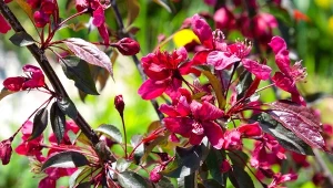 Jabłoń rajską Freja można posadzić zarówno w dużym, jak i małym ogrodzie.