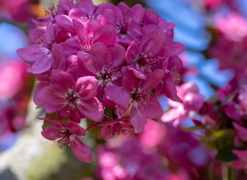 Ozdobne kwiaty jabłoni rajskiej są jej piękną ozdobą