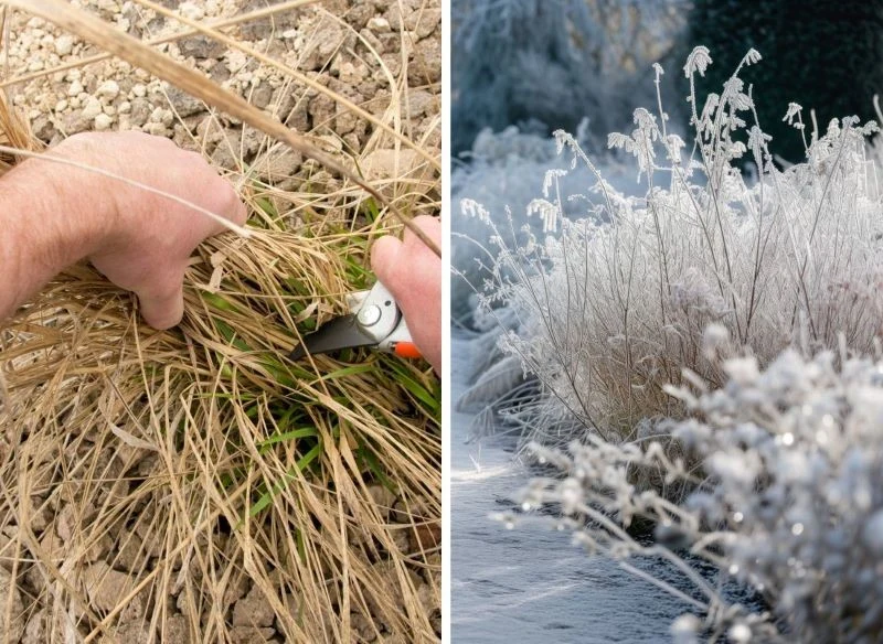 Niektóre trawy warto przycinać wczesną wiosną, inne dopiero w maju