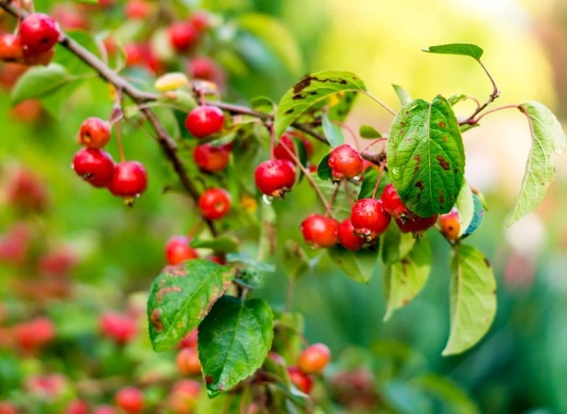 Owoce jabłoni ozdobnej są ptasim przysmakiem