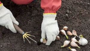 Sprawdź, jak posadzić czosnek wiosną, by latem zebrać większe główki niż zwykle.