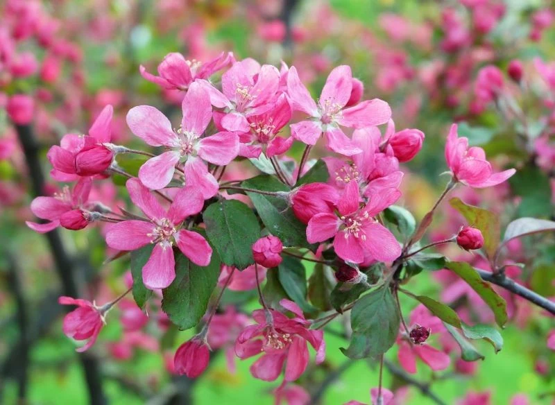Jabłonie rajskie najlepiej kwitną na słonecznych stanowiskach