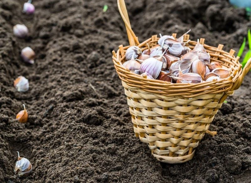 Czosnek warto sadzić obok truskawek