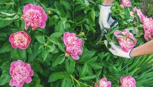 Wiosenne przycinanie piwonii pobudzi rośliny do wzrostu i obfitego kwitnienia.