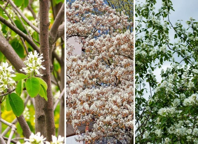 Kwitnienie świdośliwy to czas, gdy ogród tonie w białych kwiatach