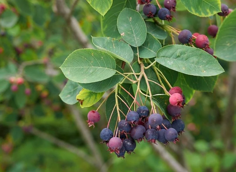 Owoce świdośliwy przypominają trochę borówki, a trochę aronie