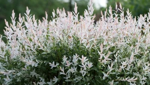 Wierzba 'Hakuro-nishiki' po przycięciu wypuszcza dekoracyjne listki.