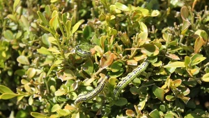 Ćmy bukszpanowej można pozbyć się za pomocą domowych oprysków.