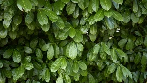 Laurowiśnia wschodnia to wieloletni krzew z rodziny różowatych. Tworzy gęste żywopłoty