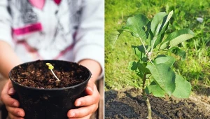 Satysfakcja z wyhodowania własnego drzewka jest ogromna.