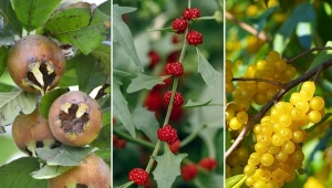 Jakie nietypowe krzewy owocowe warto posadzić w swoim ogrodzie?