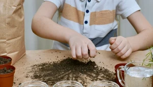 Moczenie nasion zwiększa szanse na sukces uprawy.